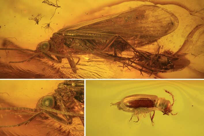 Fossil Caddisfly (Trichopterae) & Beetle (Coleoptera) In Baltic Amber #93858
